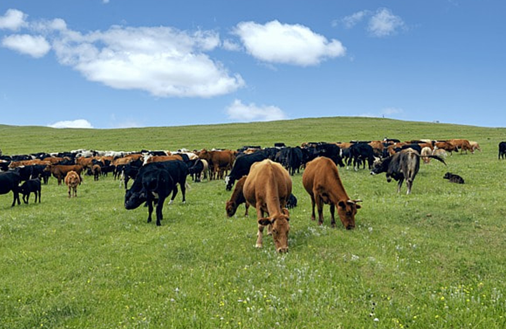 Cattle & Bird Care