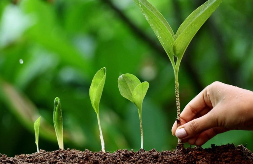 Growth Regulators